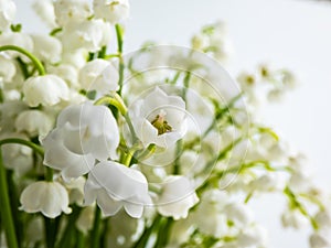 Macro shot of sweetly scented, pendent, bell-shaped white flowers of Lily of the valley Convallaria majalis in a bouquet