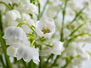 Macro shot of sweetly scented, pendent, bell-shaped white flowers of Lily of the valley Convallaria majalis in a bouquet