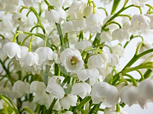 Macro shot of sweetly scented, pendent, bell-shaped white flowers of Lily of the valley Convallaria majalis in a bouquet