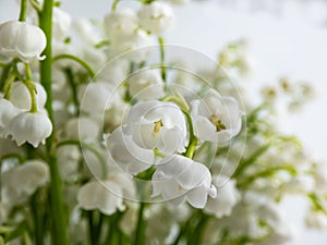 Macro shot of sweetly scented, pendent, bell-shaped white flowers of Lily of the valley Convallaria majalis in a bouquet