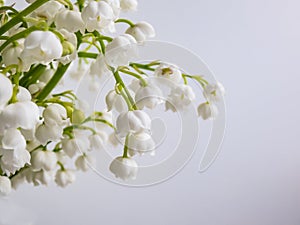 Macro shot of sweetly scented, pendent, bell-shaped white flowers of Lily of the valley Convallaria majalis isolated on white