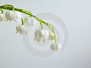 Macro shot of sweetly scented, pendent, bell-shaped white flowers of Lily of the valley Convallaria majalis isolated on white