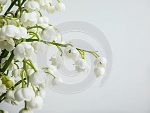 Macro shot of sweetly scented, pendent, bell-shaped white flowers of Lily of the valley Convallaria majalis isolated on white