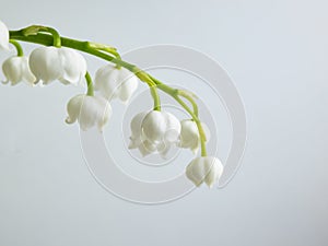 Macro shot of sweetly scented, pendent, bell-shaped white flowers of Lily of the valley Convallaria majalis isolated on white