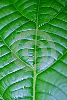 Macro shot of symmetry and patterns in nature, Costa Rica