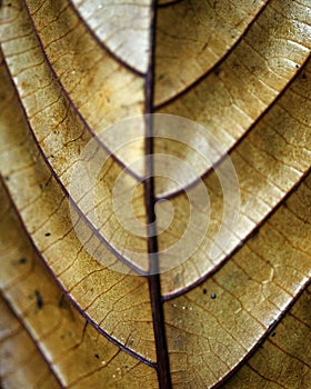 Macro shot of symmetry in plants and nature in Santa Elena Cloud Forest Reserve Costa Rica