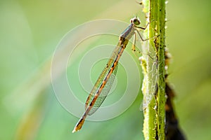 Macro shot of sympecma fusca, the common winter damselfly perching on a straw and resting.