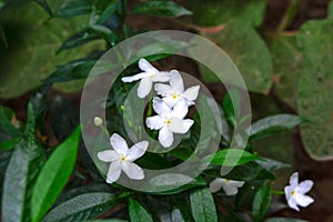 Macro shot of Tabernaemontana divaricata flowers with green backgrounds