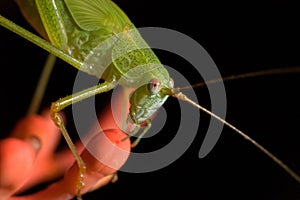 Macro shot of a Tettigonia insect with bblack background photo