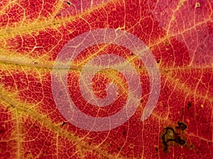 Macro shot of texture of a red and yellow leaf with visible cells, veins and pattern of leaf surface