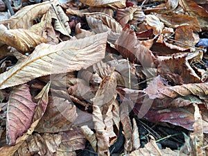 Macro shot of textured autumn leaves. Abstract natural background. November and October.