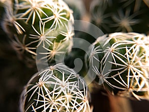 Macro shot of three spines of a cactus with white smooth thorns on green shoots