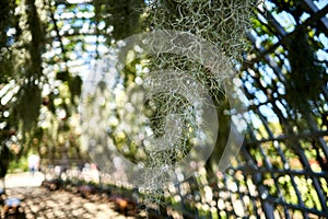 Macro shot of the Tillandsia hanging from an arched tunnel
