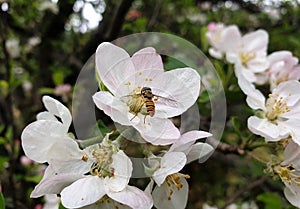 Macro shot of a tiny bee sucking apple blossom in spring season, Closeup of a small bee suck white blossom in spring time