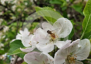 Macro shot of a tiny bee sucking apple blossom in spring season, Closeup of a small bee suck white blossom in spring time