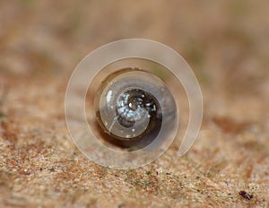 Macro Shot of Tiny Blue Snail