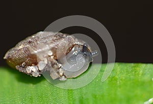 Macro Shot of Tiny Blue Snail