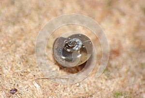 Macro Shot of Tiny Blue Snail