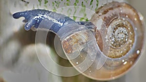 Macro Shot of Tiny Blue Snail