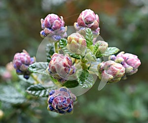 MACRO SHOT OF TINY BUDS FORMING ON A SKY LARK BUSH