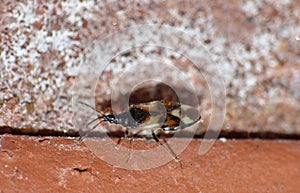 Macro shot of tiny bug UK