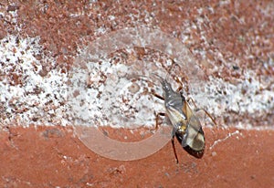 Macro shot of tiny bug UK