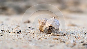 Macro shot of tiny hermit crab hiding in the shell on the sand, low dept of field