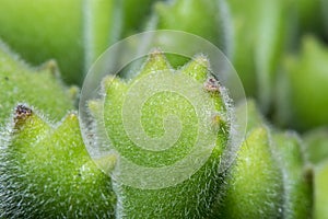 Macro shot of a tiny plant called Bear Feet photo