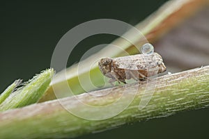 Macro shot of tiny planthopper on the wild weed branch