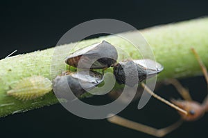 Macro shot of tiny planthopper on the wild weed branch