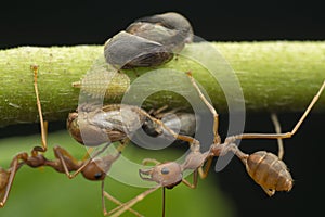 Macro shot of tiny planthopper on the wild weed branch
