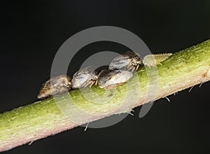 Macro shot of tiny planthopper on the wild weed branch