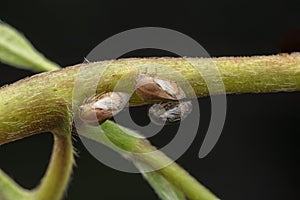 Macro shot of tiny planthopper on the wild weed branch