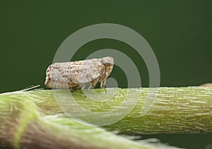 Macro shot of tiny planthopper on the wild weed branch