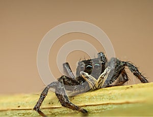 macro shot of tiny spider