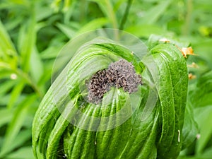 Macro shot of tiny spiderlings of Nursery web spider (Pisaura mirabilis) in the nest with young spiders