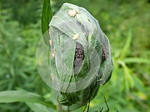 Macro shot of tiny spiderlings of Nursery web spider (Pisaura mirabilis) in the nest with young spiders and egg sac