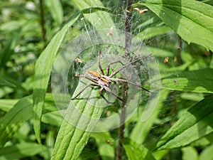 Macro shot of tiny spiderlings of Nursery web spider (Pisaura mirabilis) in the nest with young spiders and egg sac