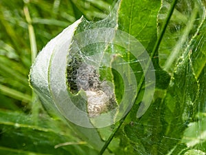 Macro shot of tiny spiderlings of Nursery web spider Pisaura mirabilis in the nest with young spiders and egg sac on a green