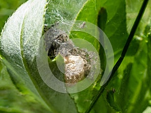 Macro shot of tiny spiderlings of Nursery web spider Pisaura mirabilis in the nest with young spiders and egg sac on a green