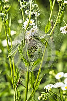 Macro shot of tiny spiderlings of Nursery web spider Pisaura mirabilis in the nest with young spiders and egg sac on a green plant