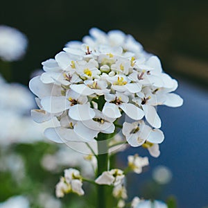 Macro shot of tiny white flower