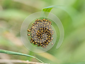 Macro shot of tiny yellow and black orb weaver spiderlings. Araneus sp UK.