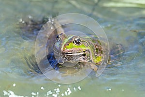 Macro shot of a toad in water