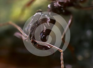 Trap Jaw Ant with Wide Open Appendages