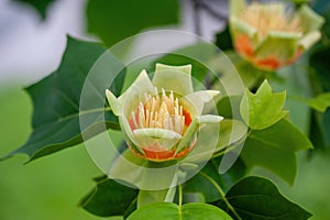 Macro shot of Tulip tree Liriodendron tulipifera