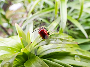 Macro shot of two adult scarlet lily beetle Lilioceris lilii pair mating on a green lily plant leaf blade in garden