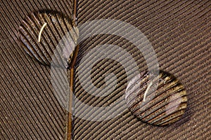 Macro shot of two drops of water on the underside of a brown feather