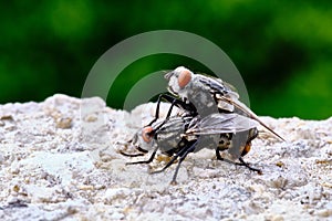 Macro shot of two flies mating under the rain