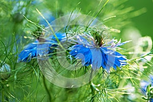 Macro shot two garden  blue flowers of love in a mist or ragged lady or devil in the bush. Nigella damascena